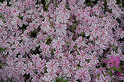 Candy Stripe Moss Phlox (Phlox subulata 'Candy Stripe') at Green Thumb Garden Centre