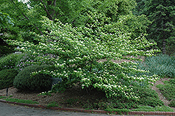 Pagoda Dogwood (Cornus alternifolia) at Green Thumb Garden Centre