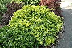 Golden Japanese Barberry (Berberis thunbergii 'Aurea') at Green Thumb Garden Centre