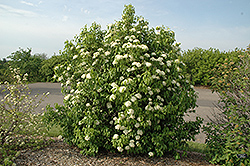 Nannyberry (Viburnum lentago) at Green Thumb Garden Centre