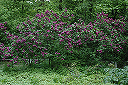 Charles Joly Lilac (Syringa vulgaris 'Charles Joly') at Green Thumb Garden Centre
