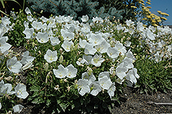 White Clips Bellflower (Campanula carpatica 'White Clips') at Green Thumb Garden Centre