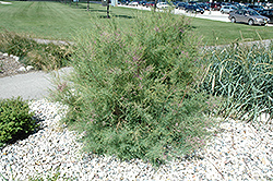 Pink Cascade Tamarisk (Tamarix ramosissima 'Pink Cascade') at Green Thumb Garden Centre