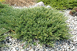 Andorra Juniper (Juniperus horizontalis 'Plumosa Compacta') at Green Thumb Garden Centre