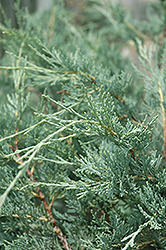 Moonglow Juniper (Juniperus scopulorum 'Moonglow') at Green Thumb Garden Centre