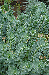 Donkey-Tail Spurge (Euphorbia myrsinites) at Green Thumb Garden Centre