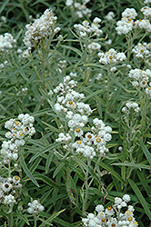 Pearly Everlasting (Anaphalis margaritacea) at Green Thumb Garden Centre