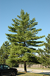 White Pine (Pinus strobus) at Green Thumb Garden Centre