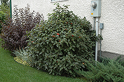 Mohican Viburnum (Viburnum lantana 'Mohican') at Green Thumb Garden Centre
