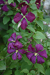 Etoile Violette Clematis (Clematis 'Etoile Violette') at Green Thumb Garden Centre