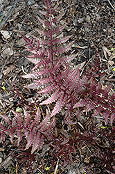Burgundy Lace Painted Fern (Athyrium nipponicum 'Burgundy Lace') at Green Thumb Garden Centre