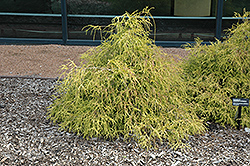 Sungold Falsecypress (Chamaecyparis pisifera 'Sungold') at Green Thumb Garden Centre