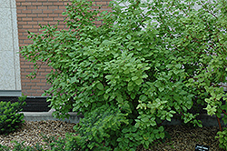 Siberian Dogwood (Cornus alba 'Sibirica') at Green Thumb Garden Centre