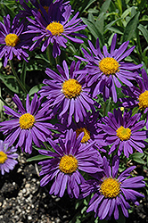 Dark Beauty Alpine Aster (Aster alpinus 'Dark Beauty') at Green Thumb Garden Centre