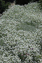 Snow-In-Summer (Cerastium tomentosum) at Green Thumb Garden Centre