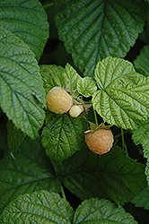 Fall Gold Raspberry (Rubus 'Fall Gold') at Green Thumb Garden Centre