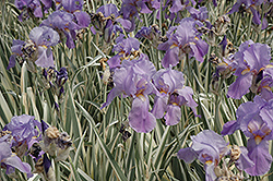 Variegated Sweet Iris (Iris pallida 'Variegata') at Green Thumb Garden Centre
