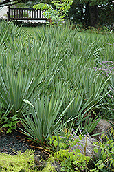 Adam's Needle (Yucca filamentosa) at Green Thumb Garden Centre