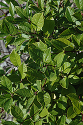 Jim Dandy Winterberry (Ilex verticillata 'Jim Dandy') at Green Thumb Garden Centre