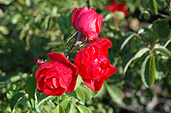 Flower Carpet Scarlet Rose (Rosa 'Flower Carpet Scarlet') at Green Thumb Garden Centre