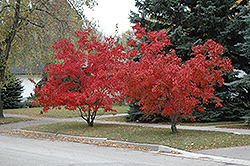 Flame Amur Maple (Acer ginnala 'Flame') at Green Thumb Garden Centre