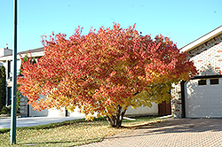 Amur Maple (multi-stem) (Acer ginnala '(multi-stem)') at Green Thumb Garden Centre