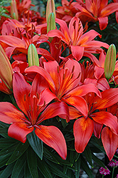 Matrix Lily (Lilium 'Matrix') at Green Thumb Garden Centre