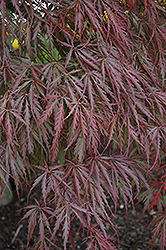 Tamukeyama Japanese Maple (Acer palmatum 'Tamukeyama') at Green Thumb Garden Centre