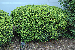Densiformis Yew (Taxus x media 'Densiformis') at Green Thumb Garden Centre