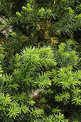 Hicks Yew (Taxus x media 'Hicksii') at Green Thumb Garden Centre