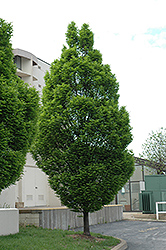 Pyramidal European Hornbeam (Carpinus betulus 'Fastigiata') at Green Thumb Garden Centre
