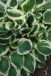 Patriot Hosta (Hosta 'Patriot') at Green Thumb Garden Centre