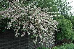 Dwarf Variegated Weigela (Weigela florida 'Nana Variegata') at Green Thumb Garden Centre