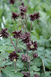 Black Barlow Columbine (Aquilegia vulgaris 'Black Barlow') at Green Thumb Garden Centre