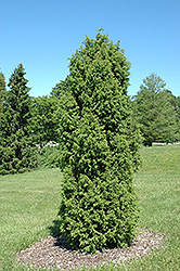 Pencil Point Juniper (Juniperus communis 'Suecica') at Green Thumb Garden Centre