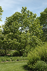 Yellow Bird Magnolia (Magnolia 'Yellow Bird') at Green Thumb Garden Centre
