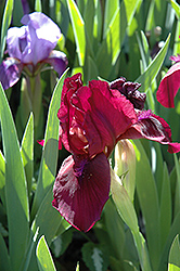 Cherry Garden Iris (Iris 'Cherry Garden') at Green Thumb Garden Centre
