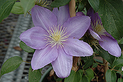 Cezanne Clematis (Clematis 'Cezanne') at Green Thumb Garden Centre