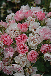Pink Grootendorst Rose (Rosa 'Pink Grootendorst') at Green Thumb Garden Centre