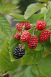 Black Satin Thornless Blackberry (Rubus fruticosus 'Black Satin') at Green Thumb Garden Centre