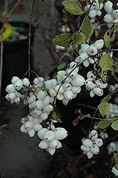 Snowberry (Symphoricarpos albus) at Green Thumb Garden Centre