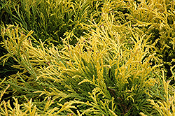 Golden Mop Falsecypress (Chamaecyparis pisifera 'Golden Mop') at Green Thumb Garden Centre