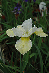 Butter And Sugar Siberian Iris (Iris sibirica 'Butter And Sugar') at Green Thumb Garden Centre