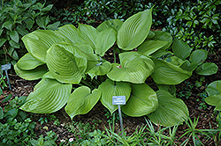 Sum and Substance Hosta (Hosta 'Sum and Substance') at Green Thumb Garden Centre