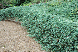 Bar Harbor Juniper (Juniperus horizontalis 'Bar Harbor') at Green Thumb Garden Centre