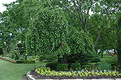 Weeping Mulberry (Morus alba 'Pendula') at Green Thumb Garden Centre