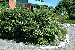 Gray Dogwood (Cornus racemosa) at Green Thumb Garden Centre