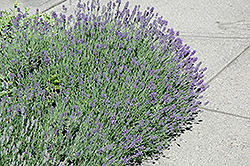 Munstead Lavender (Lavandula angustifolia 'Munstead') at Green Thumb Garden Centre