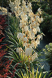 Color Guard Adam's Needle (Yucca filamentosa 'Color Guard') at Green Thumb Garden Centre