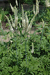 American Bugbane (Cimicifuga racemosa) at Green Thumb Garden Centre